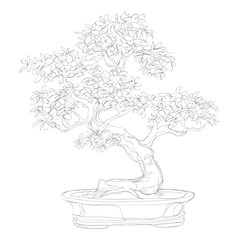 beautiful bonsai traditional line art continuous line vector drawing