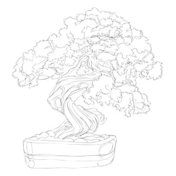 beautiful bonsai traditional line art continuous line vector drawing