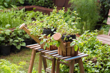 home-grown vegetable pots in garden