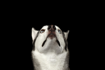Portrait of amazement Siberian Husky Dog Stare up on Isolated Black Background, front view