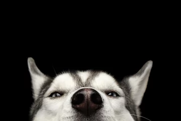 Papier Peint photo Lavable Chien Close-up Head of Peeking Siberian Husky Dog aux yeux bleus sur fond noir isolé, vue de face