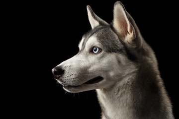 Portrait of Siberian Husky Dog with Blue eyes on Isolated Black Background, Profile view