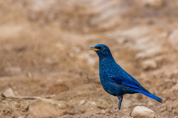 Blue Whistling Thrush