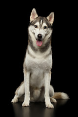 Siberian Husky Dog Sitting on Isolated Black Background, Front view