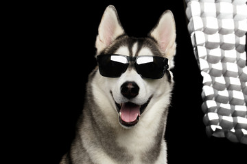 Portrait of Successful Siberian Husky Dog in Sun glasses and back flush light on Isolated Black Background, Front view © seregraff