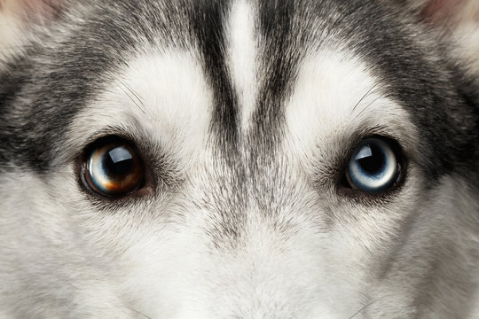 Close-up Blue eyes with mosaic of Siberian Husky Dog on Isolated Black Background, Front view