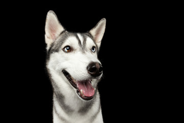 Portrait of Happy Siberian Husky Dog Smiling on Isolated Black Background, front view