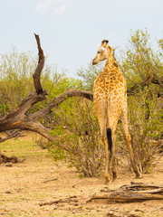 Giraffe turning head left in african savanna with an oxpecker