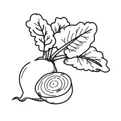 Freehand drawing illustration Beetroot.