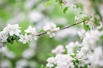 Flowers of the cherry blossoms on a spring day