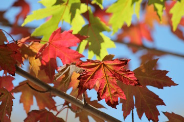 Autumn Leaves