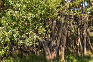 Manuka - New Zealand tea-tree shrub with flowers
