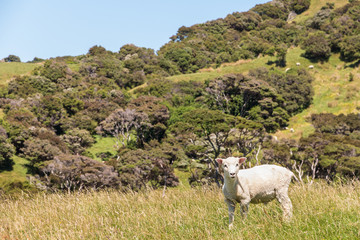 sheared sheep standing on meadow