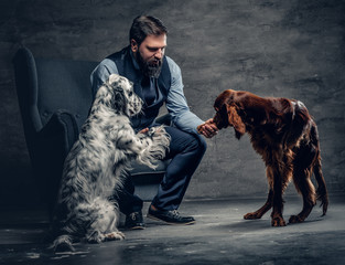 Bearded male and two Irish setter dogs.