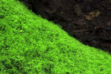 green moss plant on stub or tree root in the deep jungle or forest and plentiful environment for nature background with copy space for your text