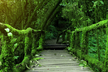 Obraz premium old wood bridge with green moss plant and tree on sunlight in the plentiful jungle or forest at doi inthanon