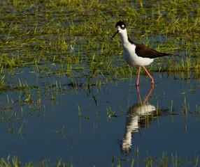 Black Necked Stilt - a black and white wading bird looks for food in the shallow waters of the Merced National Wildlife Refuge in central California,U.S.A.
