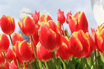 Fototapeta premium Tulip