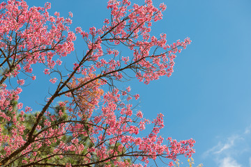Wild Himalayan Cherry with blue sky and cloud background