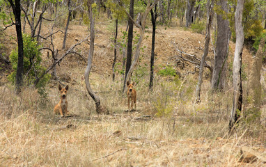 two wild dingo's in the dry bush