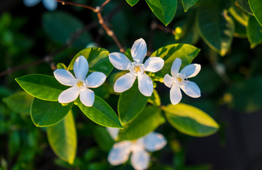 orange Jasmine (Murraya paniculata) in the garden