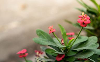 pink crown of thorns flowers with green leaves background,christ thorn flowers
