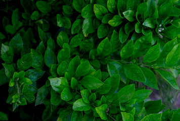 Fototapeta na wymiar abstract close up green leaf background