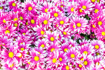 Obraz na płótnie Canvas Beautiful pink Arizona Sun fresh flower for background