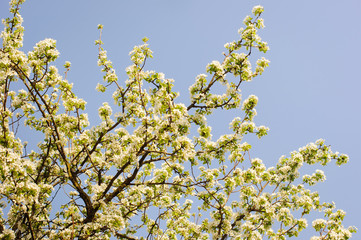 White flowers on branches. Spring tree.