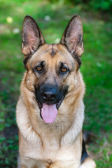 German Shepherd Dog sitting in green garden