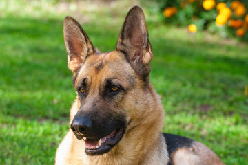 German Shepherd Dog in green garden