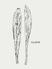 Culantro illustration vector