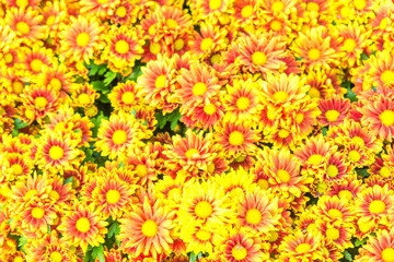 Beautiful  yellow Arizona Sun fresh flower for background