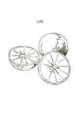 Collection of lime and lime slice. hand drawn