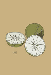 Collection of lime and lime slice. hand drawn
