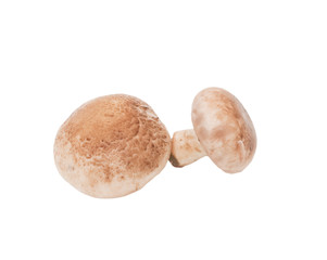 mushrooms on a white background