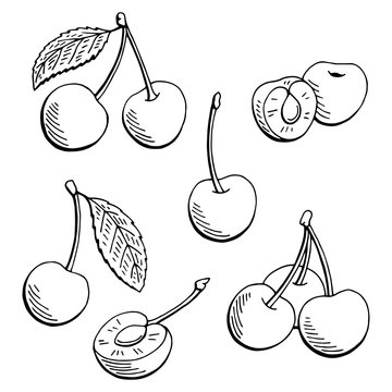 Cherry graphic black white isolated sketch illustration vector