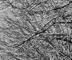 Obraz premium tree branches as a background
