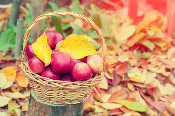 Basket with red apples on the fallen leaves in the garden in autumn