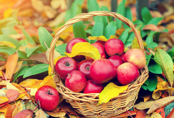 Basket with red apples on the fallen leaves in the garden in autumn