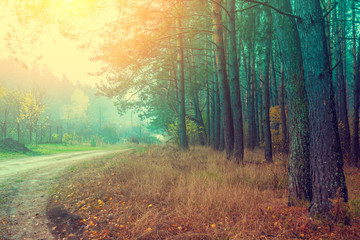 Rural autumn landscape, misty morning, dirt road among forest