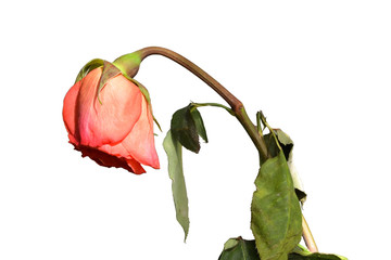Fototapeta premium Faded rose. White background. Macro