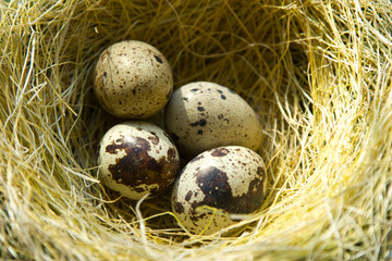 Obraz premium quail eggs are in the nest