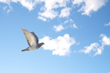 Pigeon flies in the blue sky in a sunny day.
