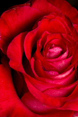 Red Rose Macro