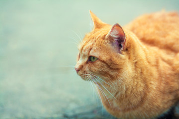 Cute ginger cat lying outdoor
