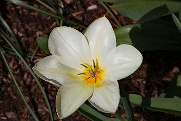 Tulpen