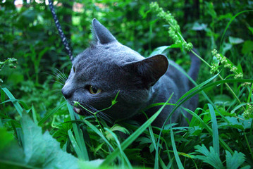 британский кот