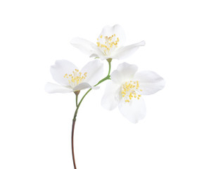 Naklejka na ściany i meble Jasmine's (Philadelphus) flowers isolated on white background.