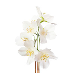 Fototapeta premium Jasmine's flowers isolated on white background.